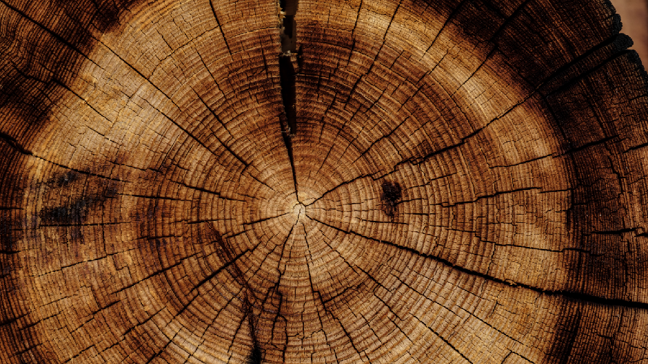 Tree trunk section