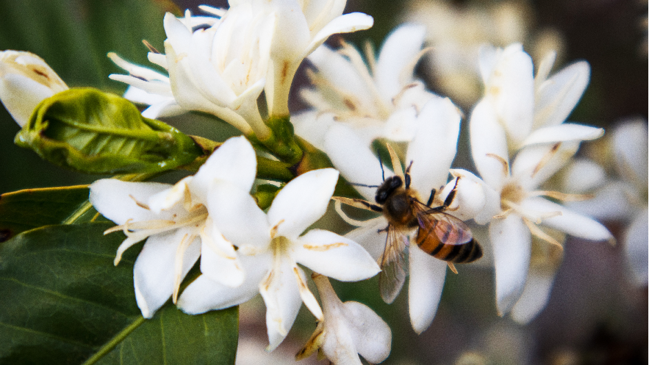 Bee pollinating coffee flowers.