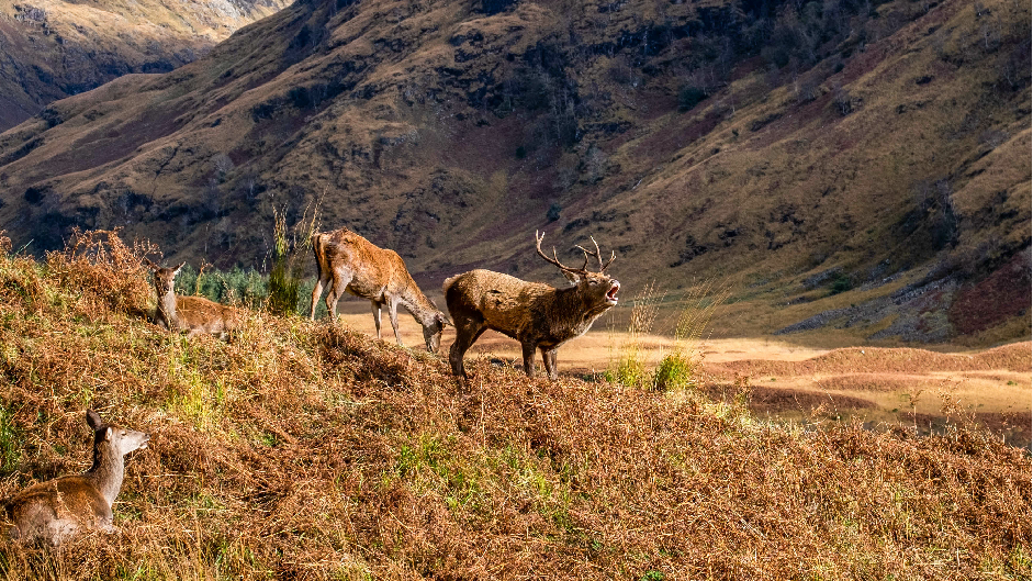 Photo of deer in Scotland