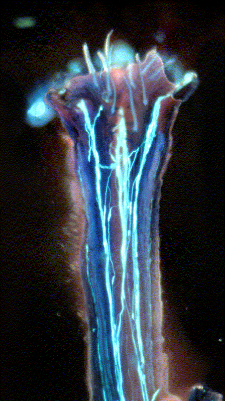 Enlarged view: Pollen tubes shown by fluorescence microscopy